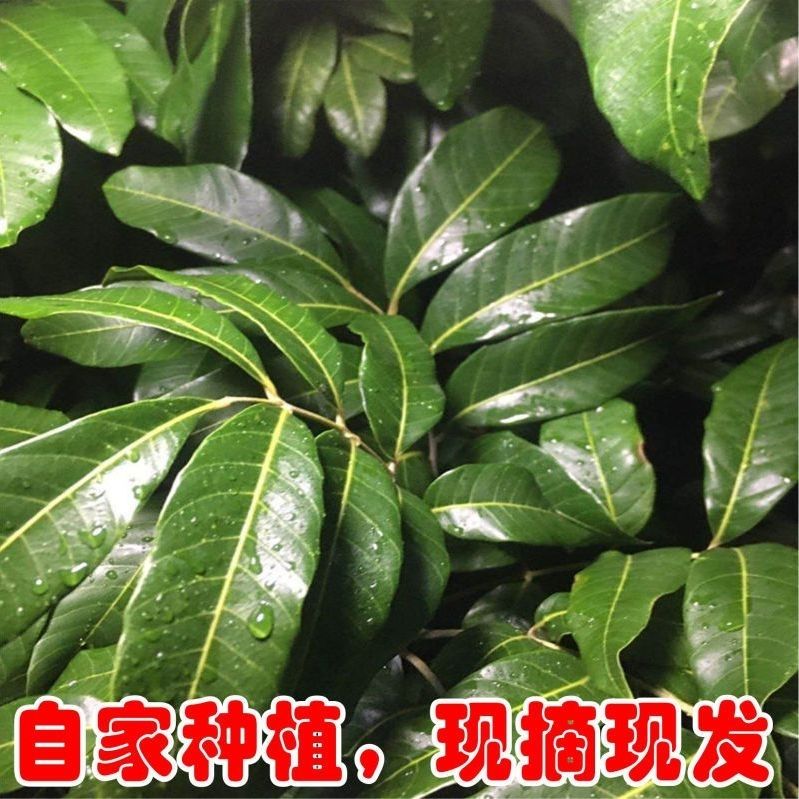 新鲜龙眼叶养龟乌龟缸造景装饰植物沉木逃避无晒干龙眼叶子桂圆叶怎么看?