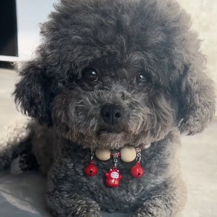 宠物驱离蚊虫项圈香樟木项圈猫咪可爱铃铛项圈小型犬项圈可以调节