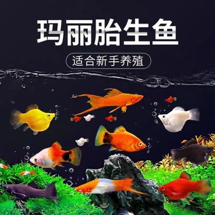 胎生鱼活鱼米奇黑尾月光三色牡丹红玛丽皮球鱼小型热带淡水观赏鱼
