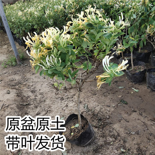 爬藤植物白红黄金银花卉庭院阳台树苗可食用盆栽忍冬地栽耐寒绿植