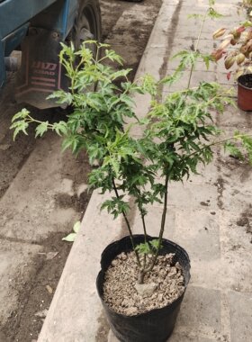 枫树狮子头枫盆栽阳台窗台庭院花园桌面绿植原盆原土好养净化空气