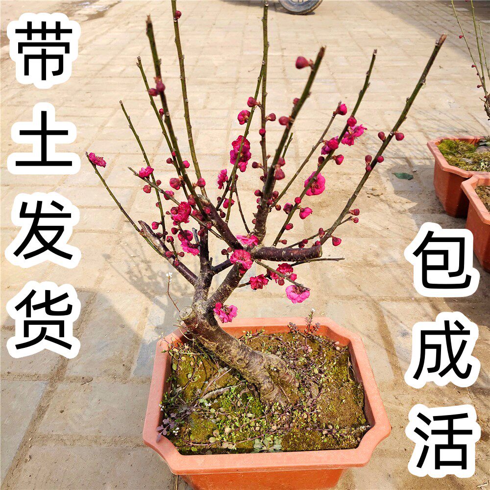 原生红梅老桩骨里红真花好养庭院盆景小盆栽冬天开的绿梅当年开花