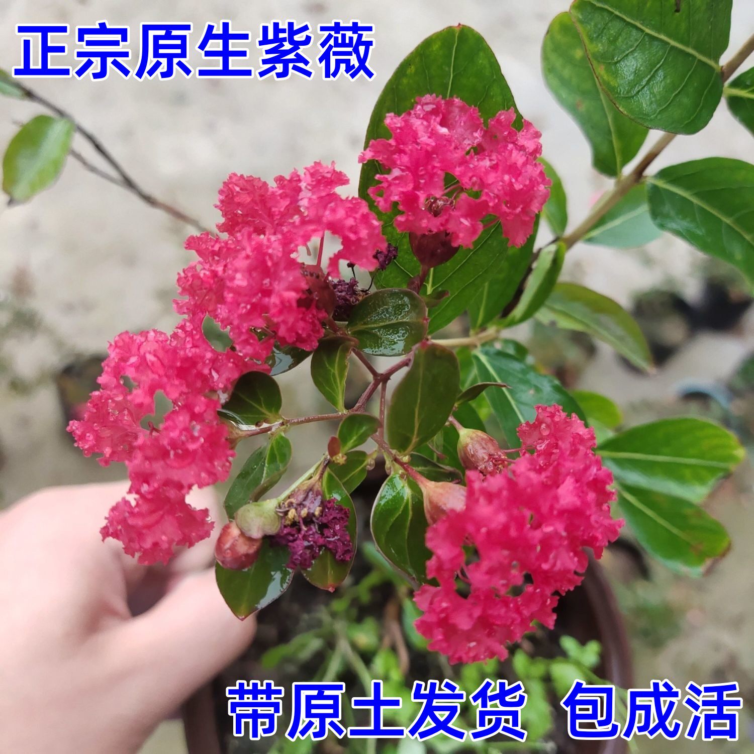 紫薇原盆原土紫精灵百丽红火箭紫叶丹红盆栽盆景地栽花卉庭院阳台