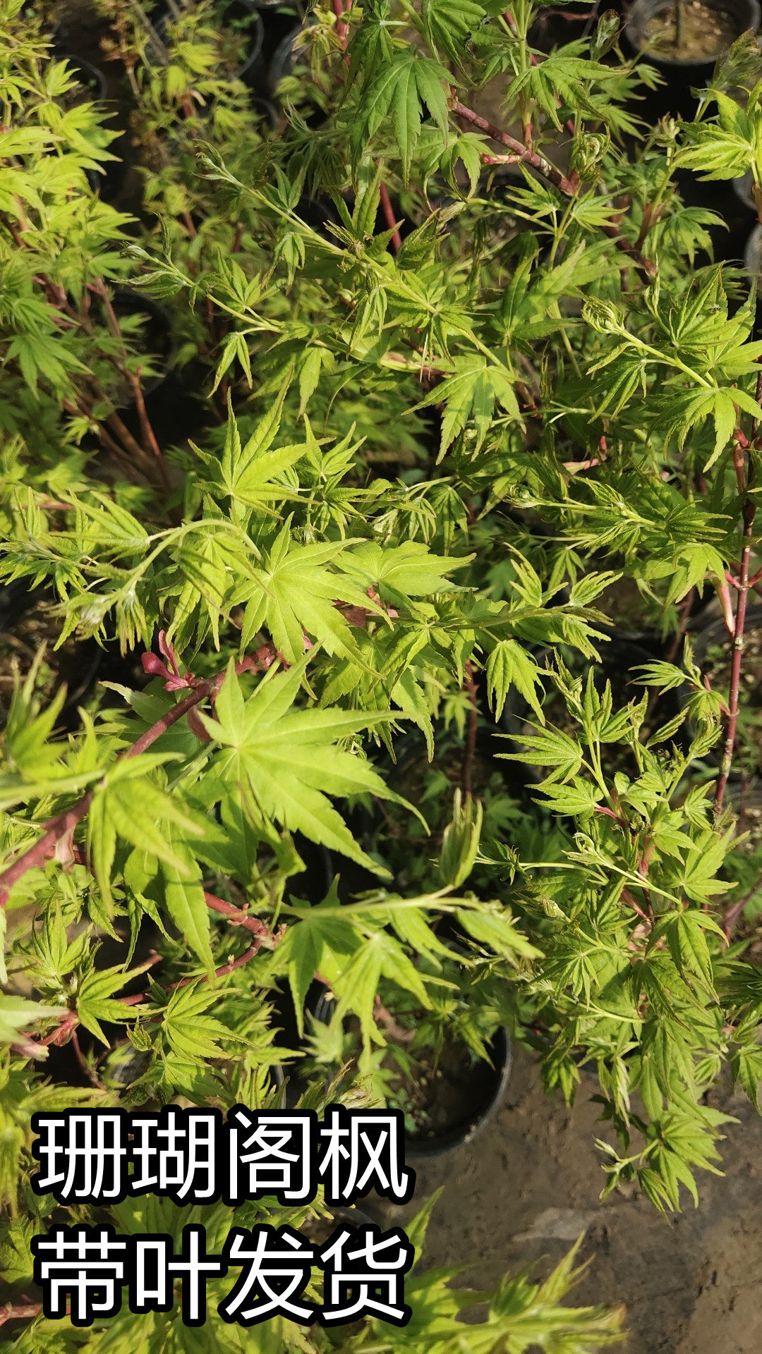 珊瑚阁稀有品种枫树盆景盆栽庭院阳台窗台红枫绿植原土原盆观叶