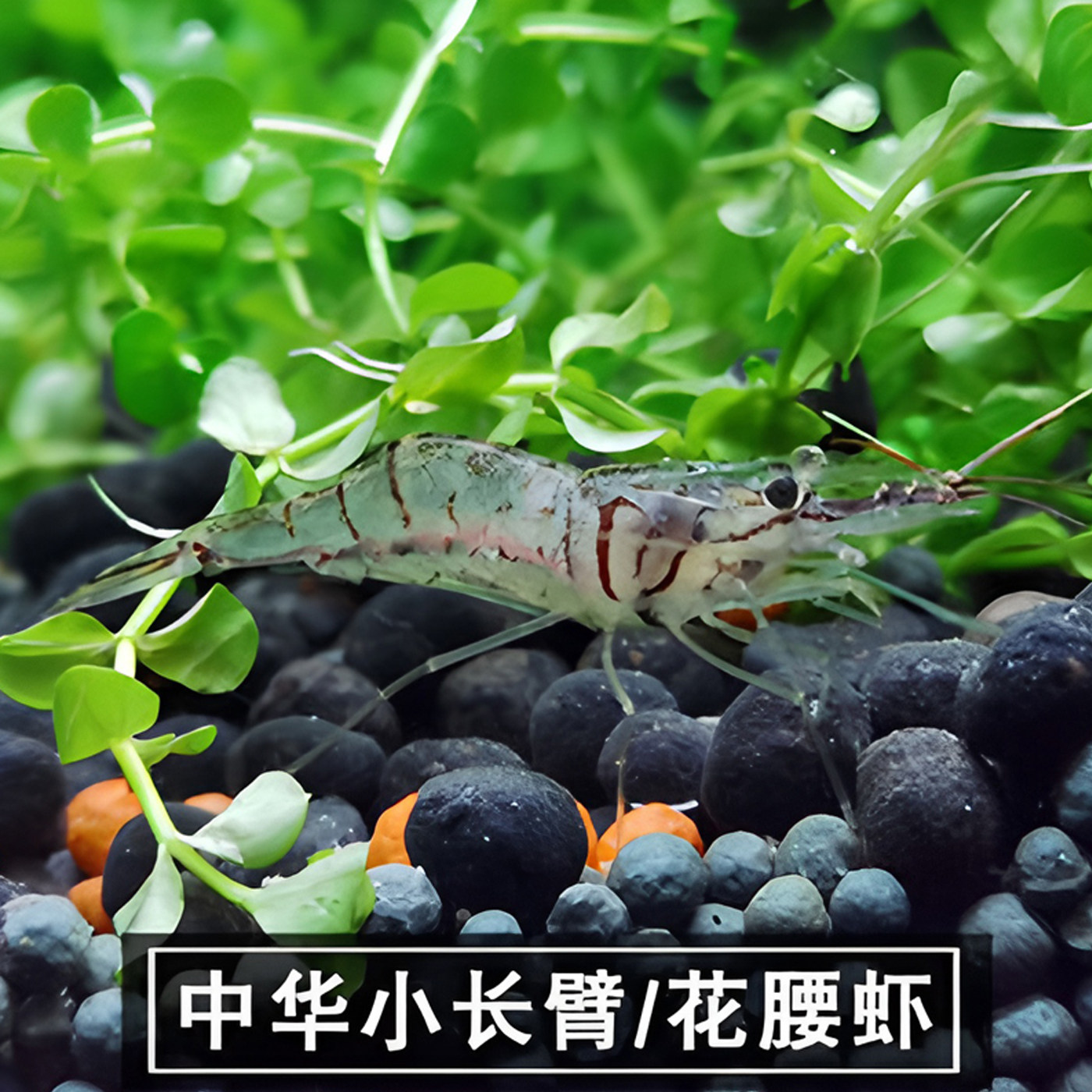 正宗花腰虾中华小长臂虾除丝藻刚毛藻工具虾淡水观赏虾活体冷水虾