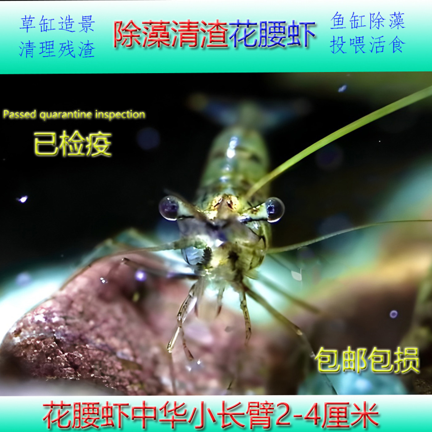花腰虾中华小长臂虾除丝藻刚毛藻