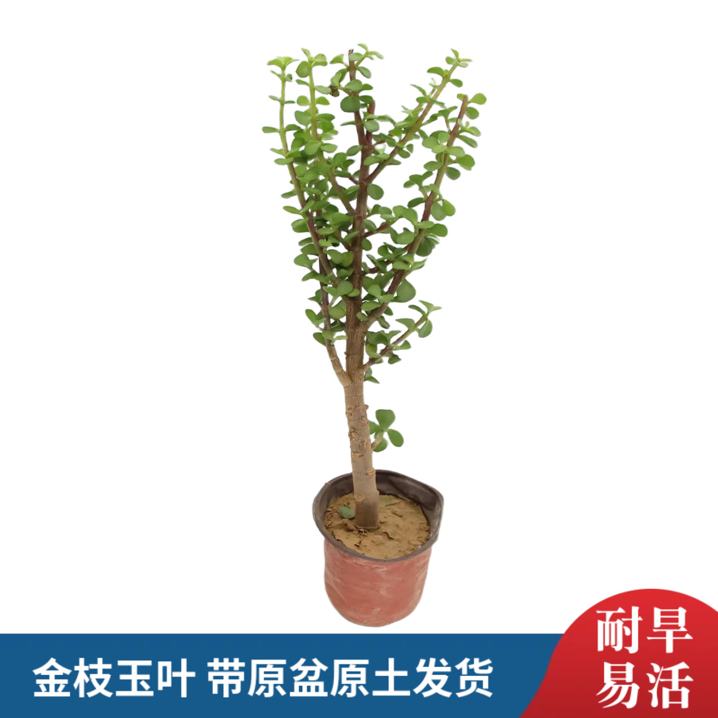 金枝玉叶室内多肉绿植清晰可造景图片