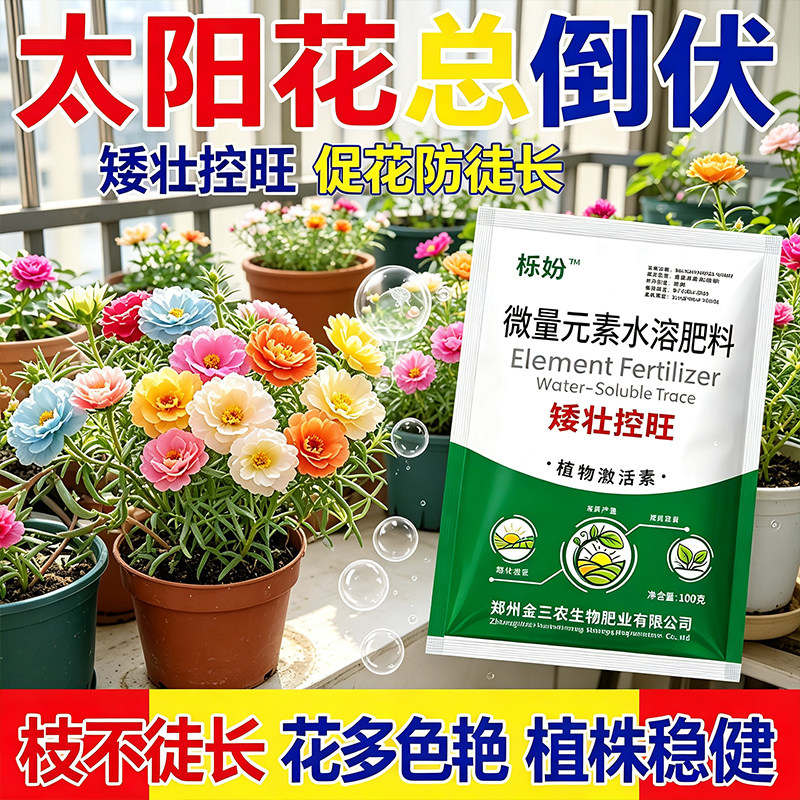 太阳花控旺矮化控型矮壮紧凑不易倒伏四季花卉超矮老桩植物通用型