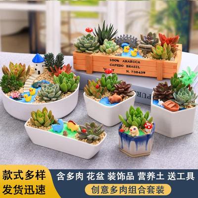多肉微景观DIY组合盆栽多肉植物套餐材料包含盆土绿植摆件活动用