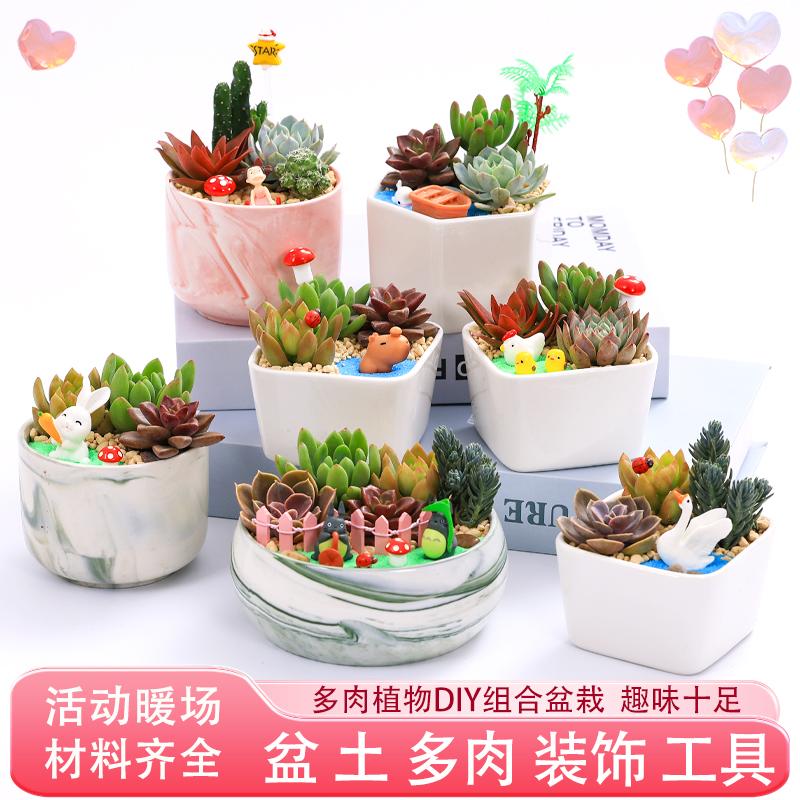 多肉植物手工DIY创意微景观材料包含盆含土多肉陶瓷花盆组合盆栽