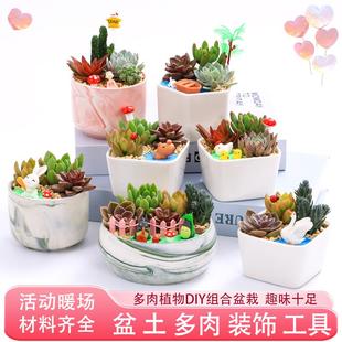 多肉植物手工DIY创意微景观材料包含盆含土多肉陶瓷花盆组合盆栽