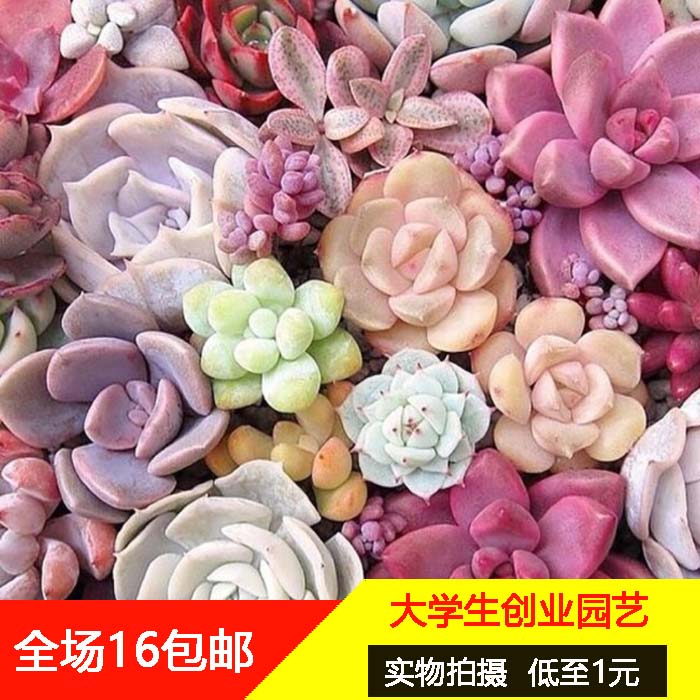 创业园艺 16包邮 多肉植物 盆栽绿植花卉组合办公室阳台盆景 多肉