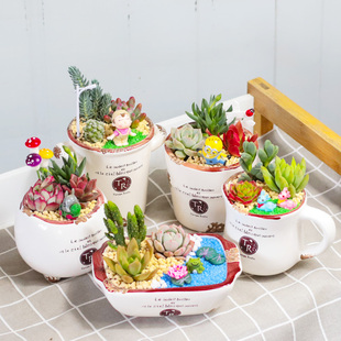 多肉组合陶瓷套餐多肉植物组合盆栽套餐含盆含土多肉DIY材料 包邮