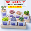 多肉植物组合套餐盆栽绿植多肉含盆含土办公桌新手多肉套餐包邮