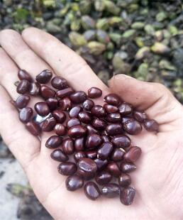 赤芍种子 赤芍种苗 芍药籽 赤芍籽中药材 白芍籽 白芍种苗 药用