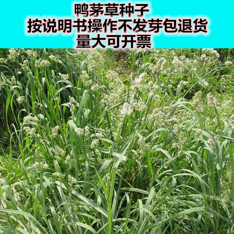 鸭茅种子耐阴耐寒果园草牛羊鹅兔鱼鸡多年生牧草种子鸭茅草种子