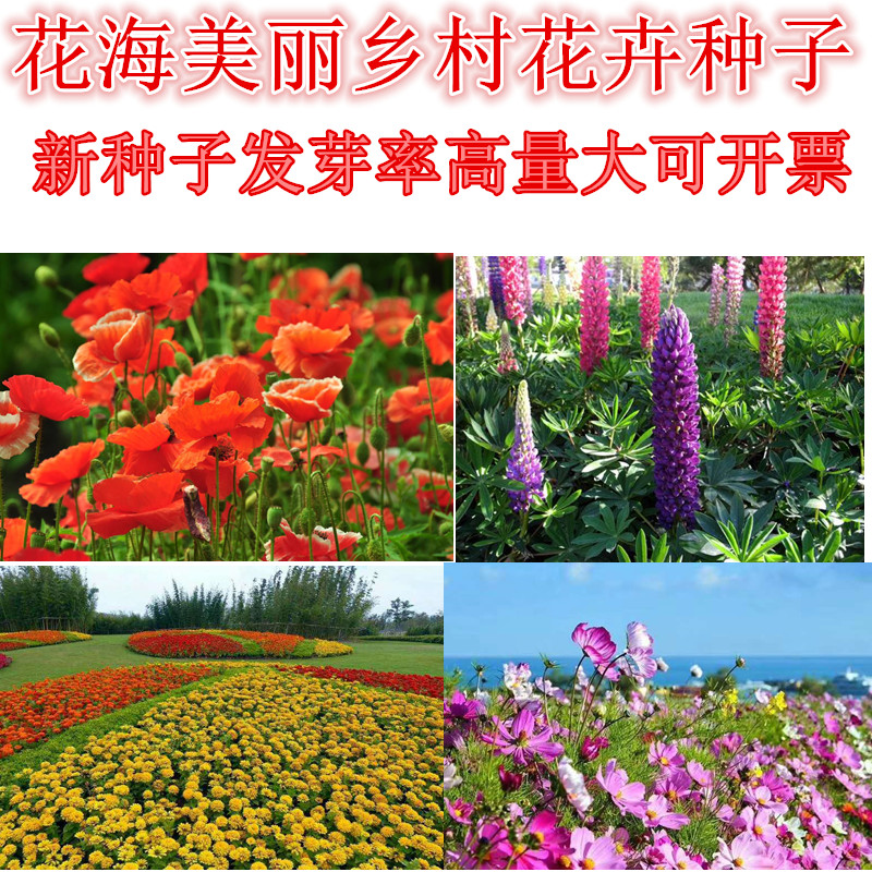 花海美丽乡村花卉种子百日草孔雀草花虞美人牵牛花太阳花波斯菊花