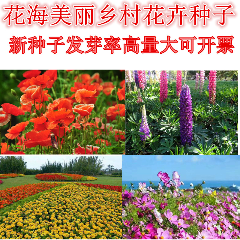 壁纸 成片种植 风景 花 植物 种植基地 桌面 800_800