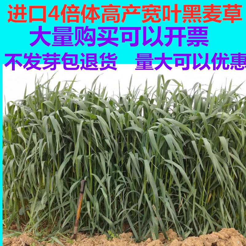 进口一年生宽叶小颗粒耐寒黑麦草