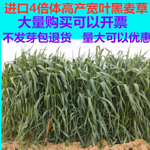 进口一年生宽叶小颗粒耐寒黑麦草