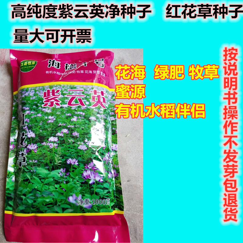 牧草蜜源植物四季果园紫云英种子