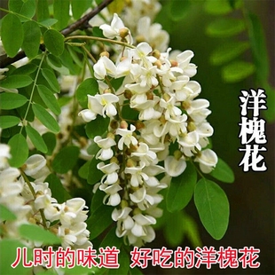 洋槐树苗 洋槐花树苗 刺槐树苗槐树苗槐花树苗槐树花可以食用