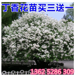 丁香花苗庭院树苗盆栽开花植物丁香花树苗花卉苗木紫丁香白丁香苗