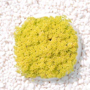 黄金万年草薄雪万年草姬星胭脂云多肉植物盆栽办公室阳台花卉绿植