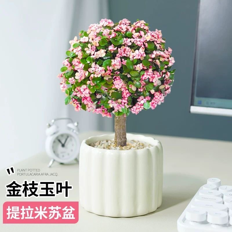 金枝玉叶多肉植物组合盆栽绿植花卉办公室内精品高端冷门稀有老桩图片
