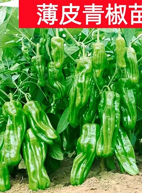 四季高产大果型薄皮青椒苗室内外种植皱皮早丰阳台盆栽辣椒菜苗