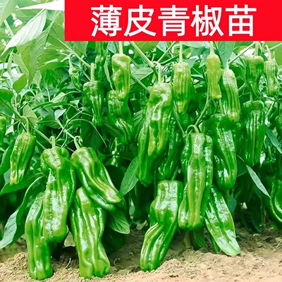 四季高产大果型薄皮青椒苗室内外种植皱皮早丰阳台盆栽辣椒菜苗