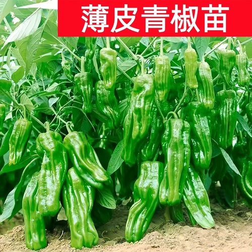四季高产大果型薄皮青椒苗室内外种植皱皮早丰阳台盆栽辣椒菜苗