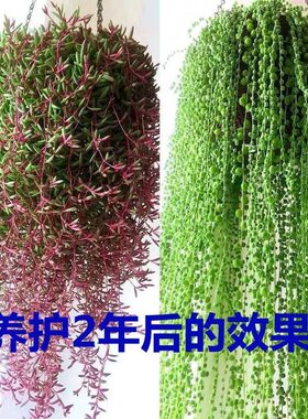 佛珠情人泪多肉绿植盆栽书房阳台庭院好养吊兰垂吊植物客厅卫生间