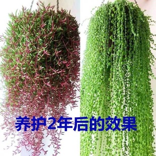 佛珠情人泪多肉绿植盆栽书房阳台庭院好养吊兰垂吊植物客厅卫生间