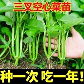三叉空心菜苗秧苗空心菜种子四季 春秋蔬菜大田小院多茬采收