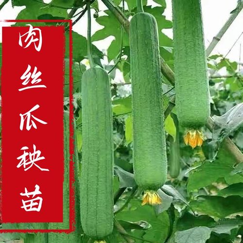 高产特大肉丝瓜秧苗适合春天种的菜苗四季蔬菜苗大全秧苗