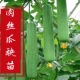 高产特大肉丝瓜秧苗适合春天种 蔬菜苗大全秧苗 菜苗四季