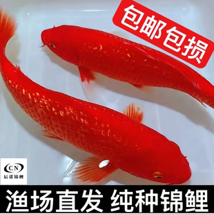 日系锦鲤活鱼纯红色火鲤闪麟火鲤鱼冷水观赏鱼红白三色纯种发财鱼
