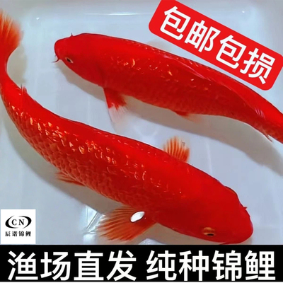 纯种锦鲤火鲤活体观赏鱼