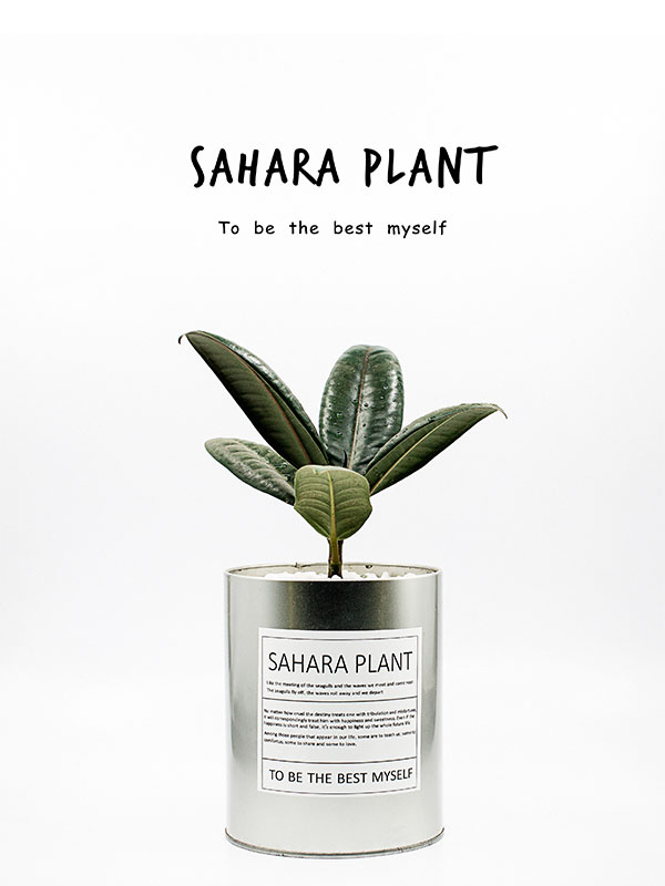 超好看|黑金刚橡皮树花卉植物室内净化空气客厅桌面植物盆栽,鲜花速递/花卉仿真/绿植园艺,多肉植物,淘宝优惠券,粉丝福利购,淘宝优惠卷