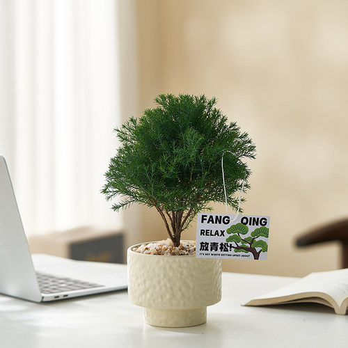 好养净化空气防辐射雾松盆栽