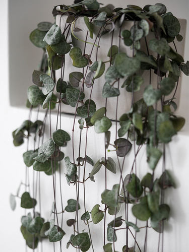 心心相印植物价格 心心相印植物图片 星期三