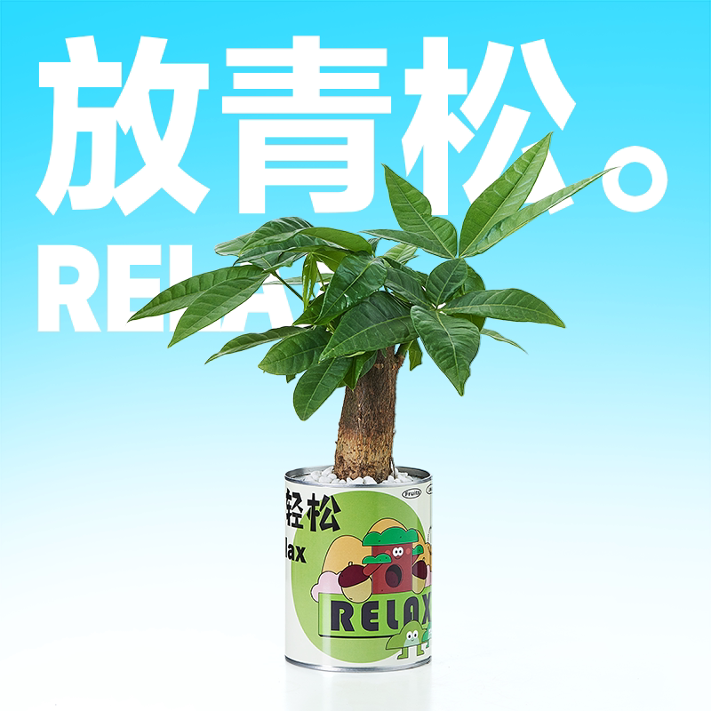 【企业礼物】办公室桌面创意绿植盆栽发财树如意好运情绪稳定花卉