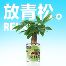 企业礼物 办公室桌面创意绿植盆栽发财树如意好运情绪稳定花卉