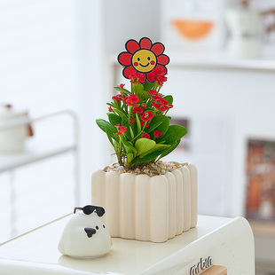 【送你一朵小红花】可爱虎刺梅铁海棠桌面办公室小盆栽绿植