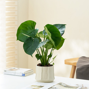 龟背竹室内客厅观叶植物办公室大盆栽绿植水培净化空气老桩