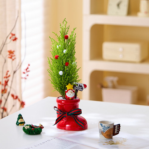圣诞红靴子香松盆栽桌面植物