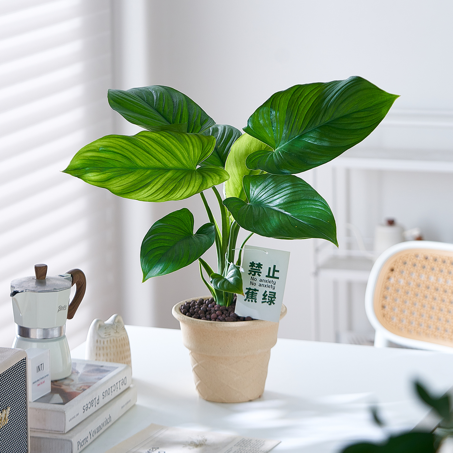 绿叶榕盆栽室内好养净化空气