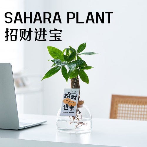 水培发财树招财进宝寓意好