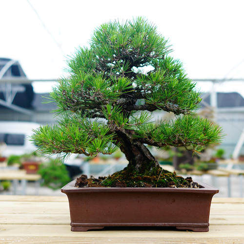 黑松真柏价格 黑松真柏图片 星期三